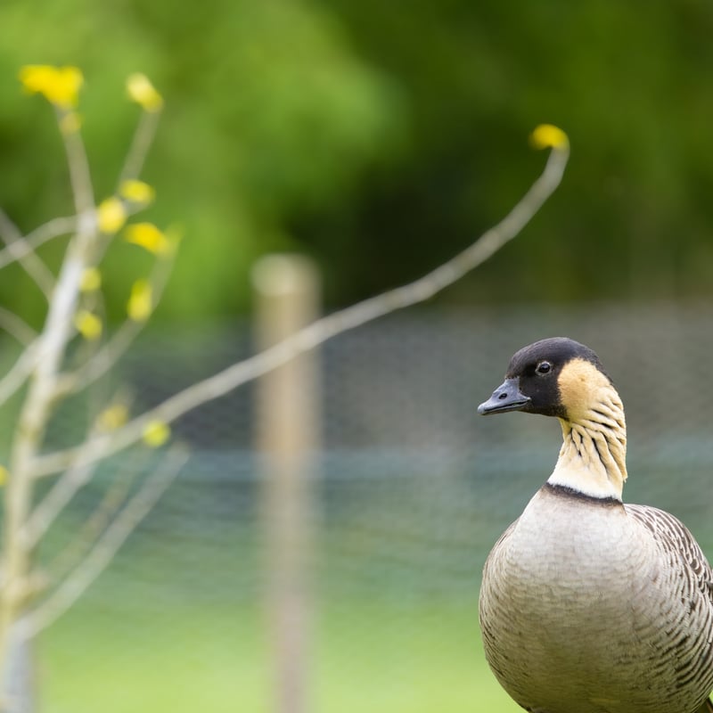 A goose with a black face, cream-coloured cheeks, and deeply furrowed neck feathers. (gallery image 3)