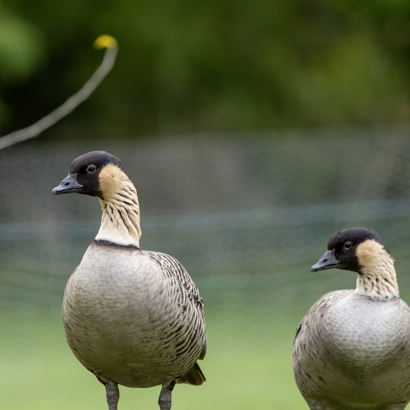 A goose with a black face, cream-coloured cheeks, and deeply furrowed neck feathers. (gallery image 4)