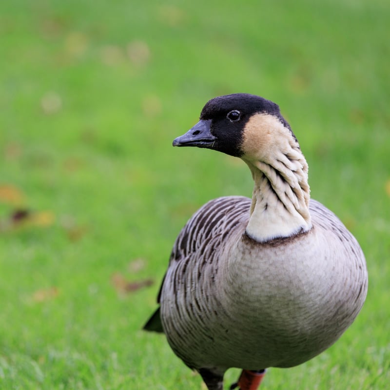 A goose with a black face, cream-coloured cheeks, and deeply furrowed neck feathers. (gallery image 5)