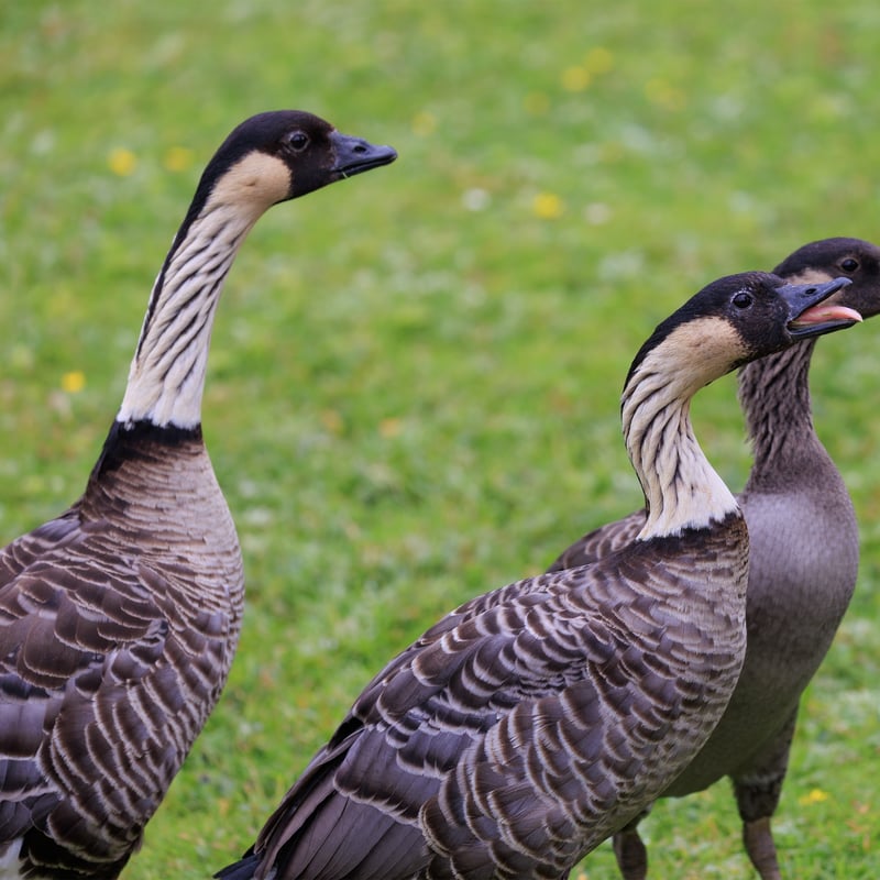 A goose with a black face, cream-coloured cheeks, and deeply furrowed neck feathers. (gallery image 6)