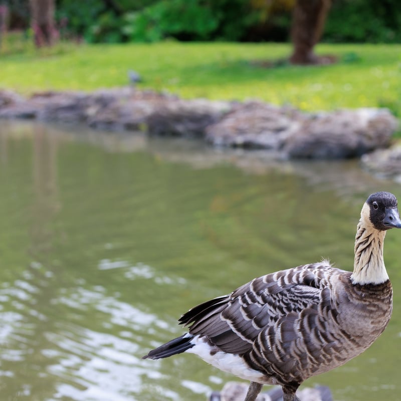 A goose with a black face, cream-coloured cheeks, and deeply furrowed neck feathers. (gallery image 7)