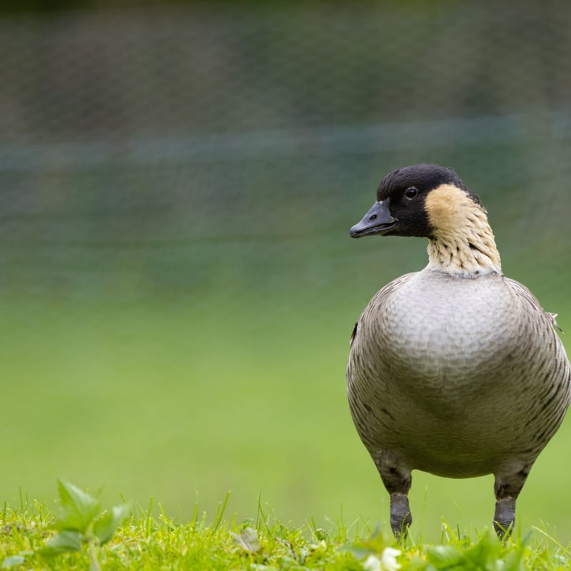 A goose with a black face, cream-coloured cheeks, and deeply furrowed neck feathers. (gallery image 1)