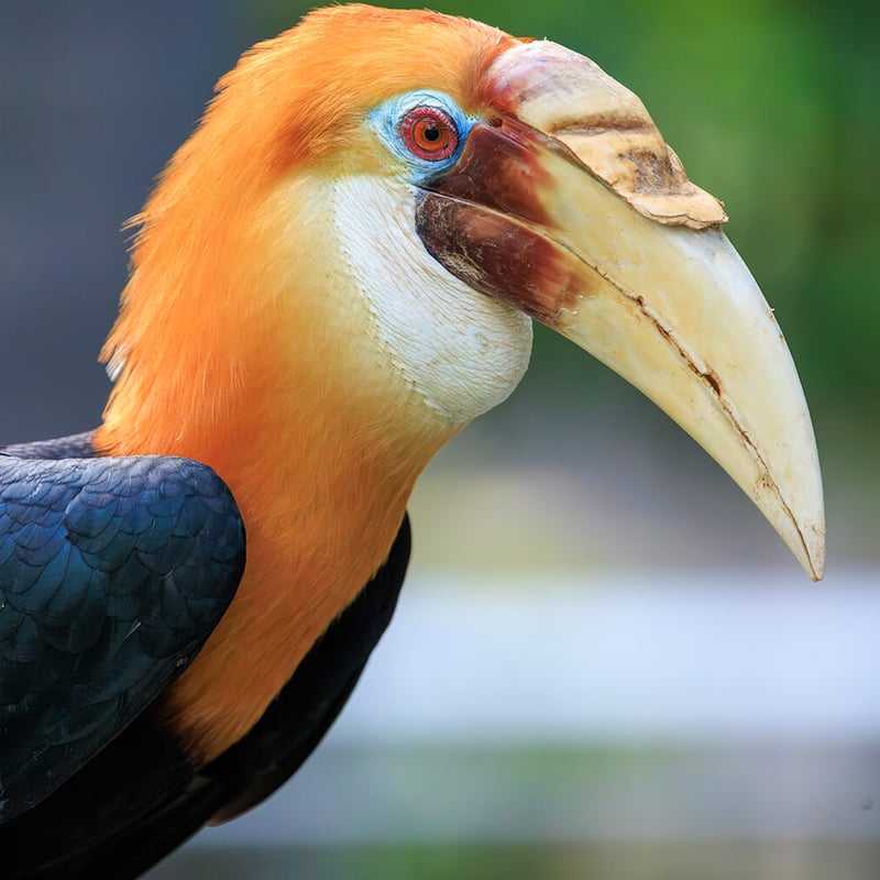 A Papuan Hornbill perched on a branch, showing its large corrugated bill and casque, creamy white head, and jet-black body plumage. (gallery image 1)