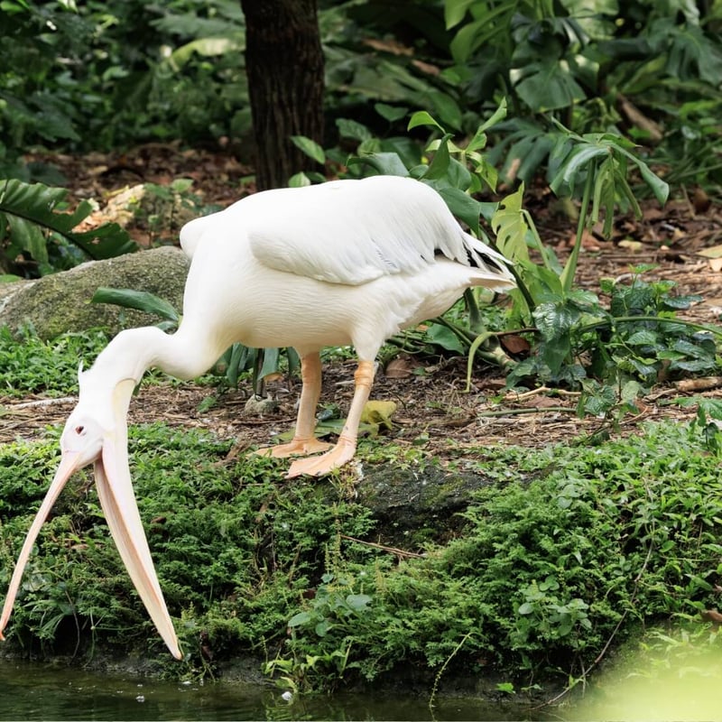 A massive white bird with a yellow bill pouch and pinkish legs resting on water. (gallery image 2)