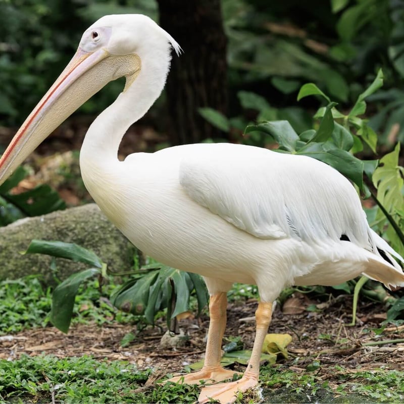 A massive white bird with a yellow bill pouch and pinkish legs resting on water. (gallery image 1)