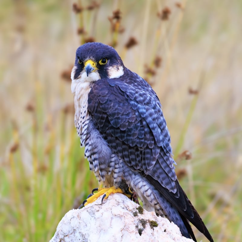 A sleek raptor with a blue-grey back, barred white belly, and dark 'moustache' markings. (gallery image 2)