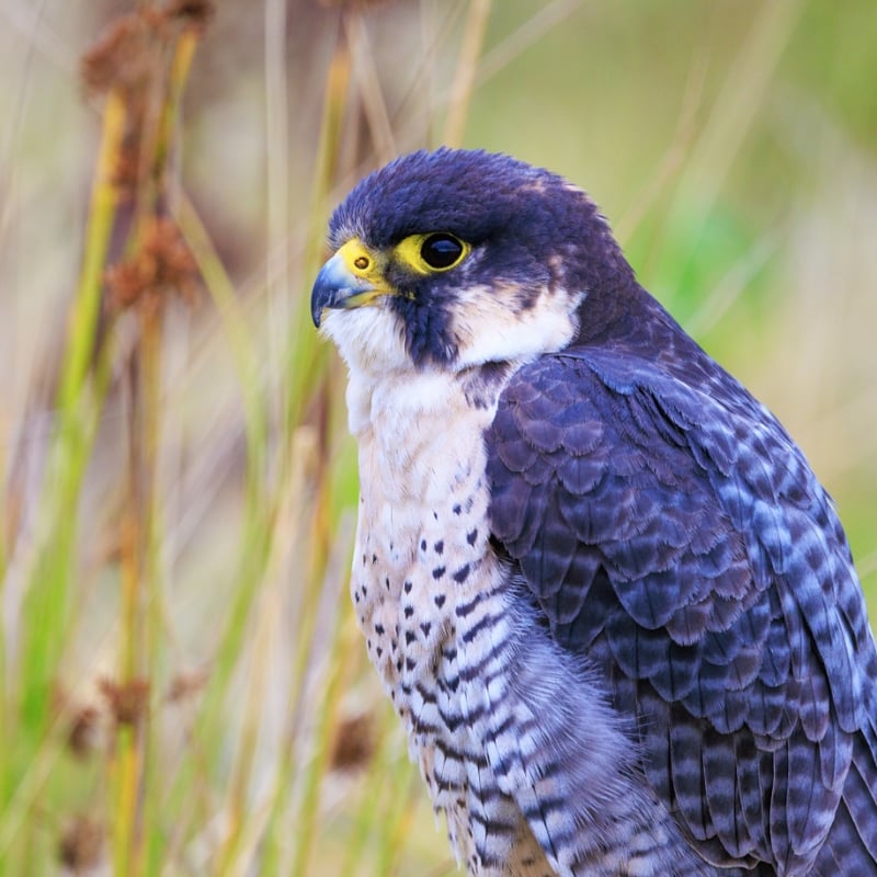 A sleek raptor with a blue-grey back, barred white belly, and dark 'moustache' markings. (gallery image 4)