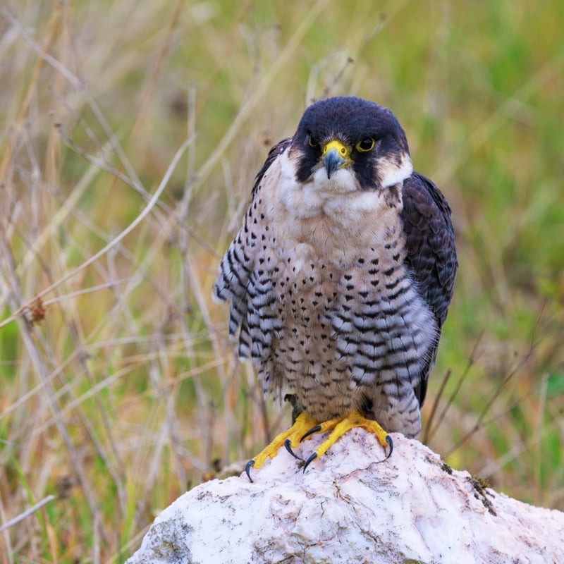 A sleek raptor with a blue-grey back, barred white belly, and dark 'moustache' markings. (gallery image 3)