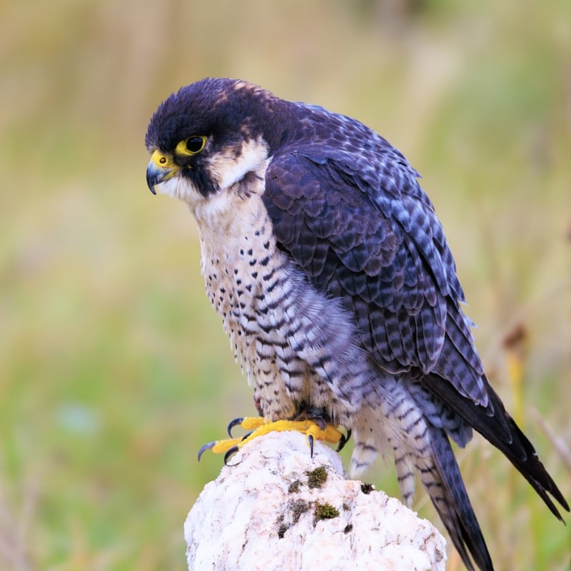 A sleek raptor with a blue-grey back, barred white belly, and dark 'moustache' markings. (gallery image 1)