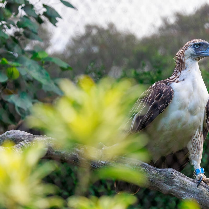 A majestic Philippine eagle with a prominent shaggy crest, powerful grey beak, and intense blue-grey eyes looking forward. (gallery image 2)