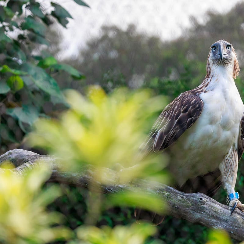 A majestic Philippine eagle with a prominent shaggy crest, powerful grey beak, and intense blue-grey eyes looking forward. (gallery image 1)