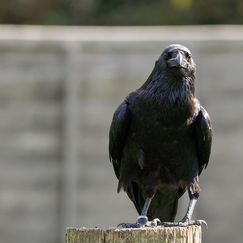 A large black bird with a massive bill and shaggy neck feathers perching on a rock. (gallery image 2)