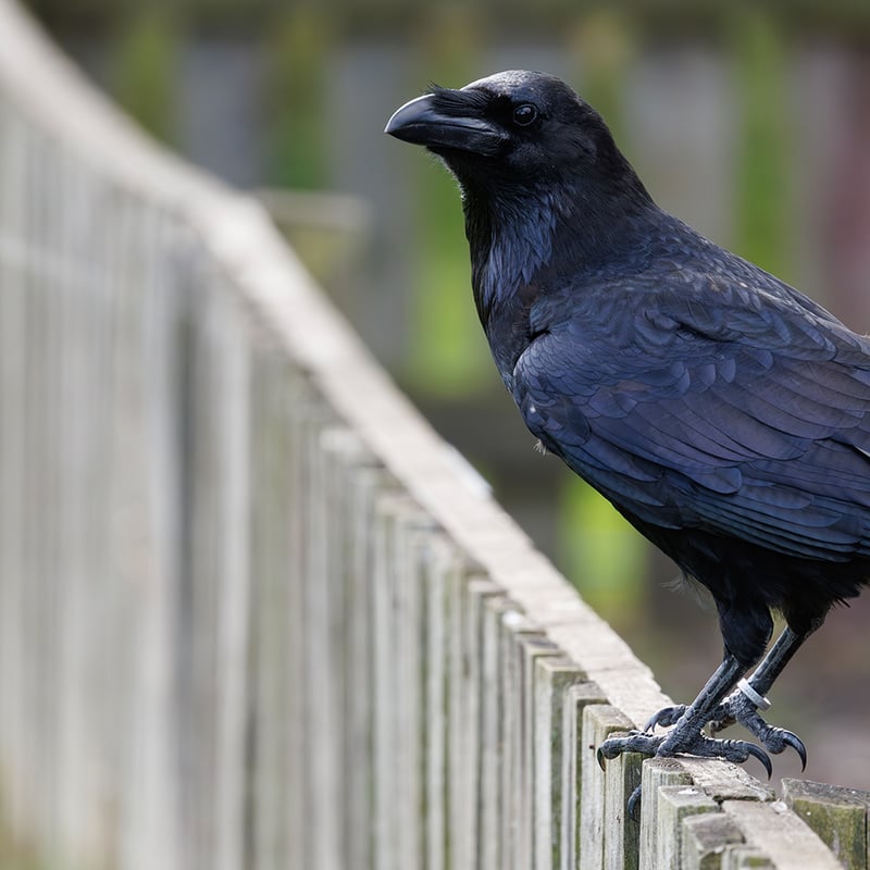 A large black bird with a massive bill and shaggy neck feathers perching on a rock. (gallery image 3)
