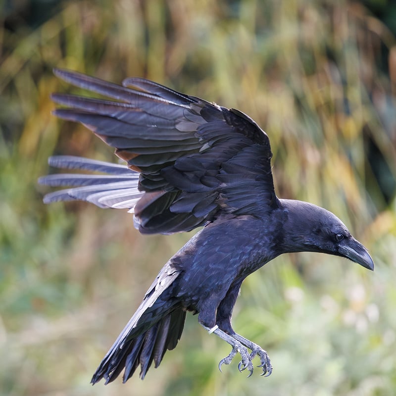 A large black bird with a massive bill and shaggy neck feathers perching on a rock. (gallery image 4)