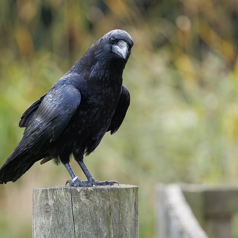 A large black bird with a massive bill and shaggy neck feathers perching on a rock. (gallery image 1)