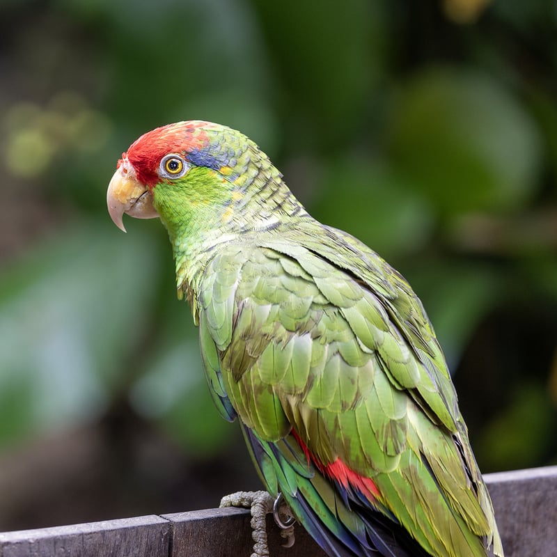 A Red-crowned Amazon parrot perched on a branch, displaying its bright green body, red crown, and green cheeks. (gallery image 1)