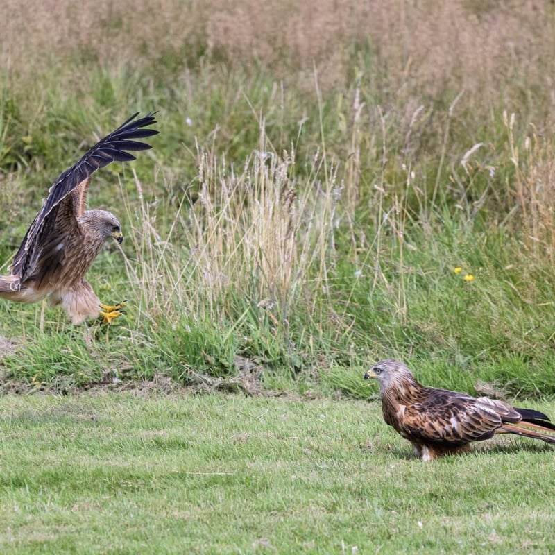 A reddish-brown raptor with long, angled wings and a deeply v-notched tail soaring. (gallery image 5)