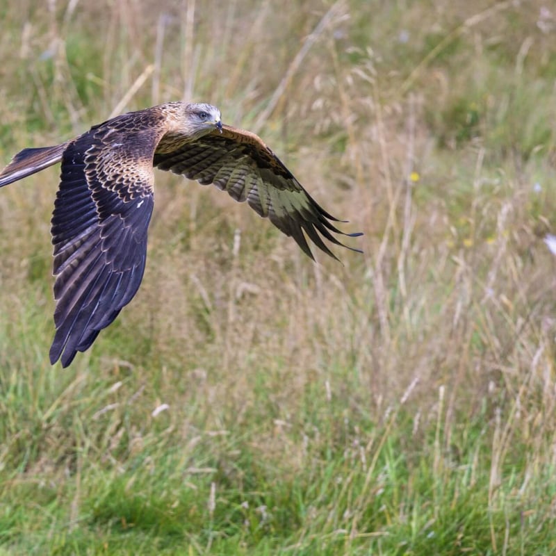 A reddish-brown raptor with long, angled wings and a deeply v-notched tail soaring. (gallery image 6)