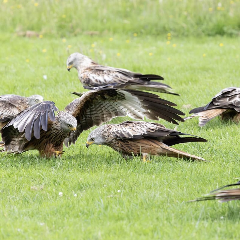 A reddish-brown raptor with long, angled wings and a deeply v-notched tail soaring. (gallery image 3)
