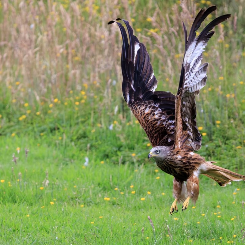 A reddish-brown raptor with long, angled wings and a deeply v-notched tail soaring. (gallery image 4)