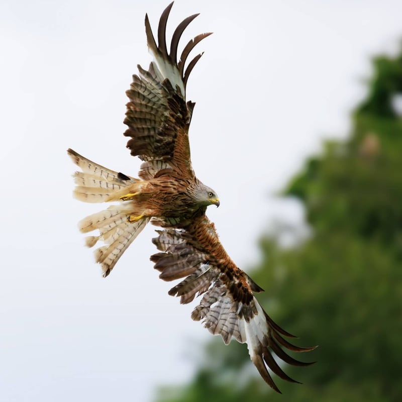 A reddish-brown raptor with long, angled wings and a deeply v-notched tail soaring. (gallery image 1)