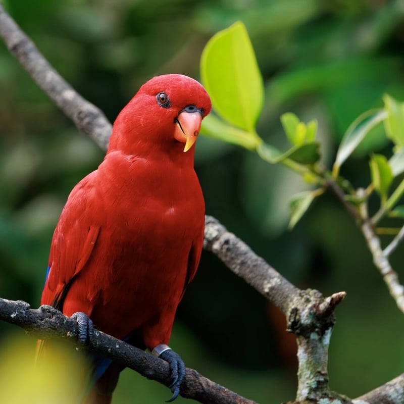 A small, brilliant red parrot with blue markings on its wings and a curved orange bill. (gallery image 1)