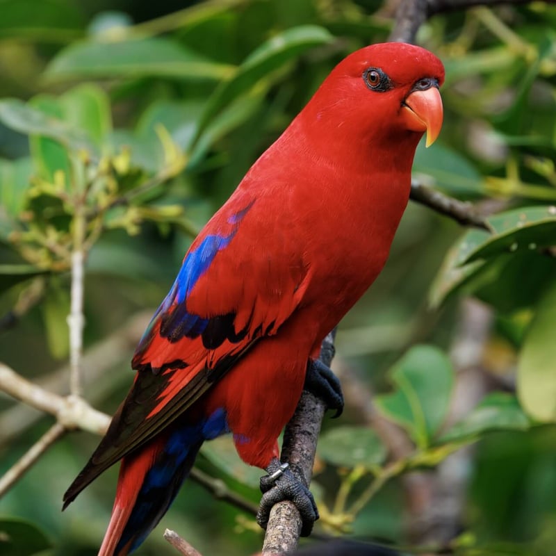 A small, brilliant red parrot with blue markings on its wings and a curved orange bill. (gallery image 2)