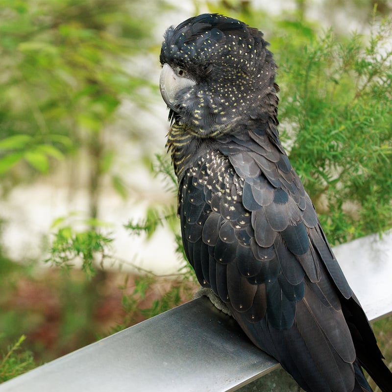 A male Red-tailed Black Cockatoo perched on a branch, showing its massive crest, black body, and bright red tail feathers. (gallery image 1)
