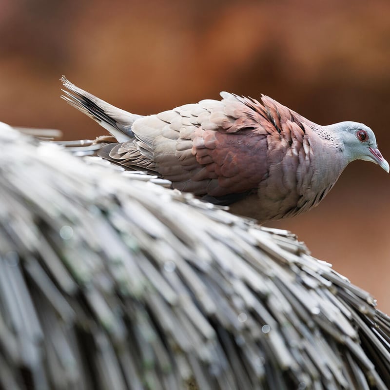 A small dove with rich brick-red upperparts, a blue-grey head, and a black half-collar on the nape, perched in open scrubland. (gallery image 1)