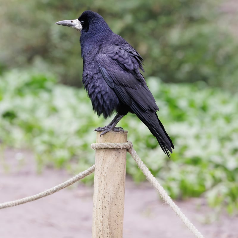 A black crow-like bird with a distinctive patch of bare grey-white skin at the base of its beak. (gallery image 1)