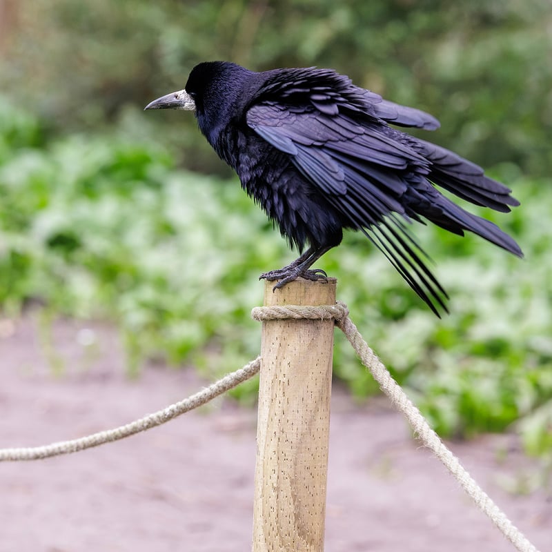 A black crow-like bird with a distinctive patch of bare grey-white skin at the base of its beak. (gallery image 2)