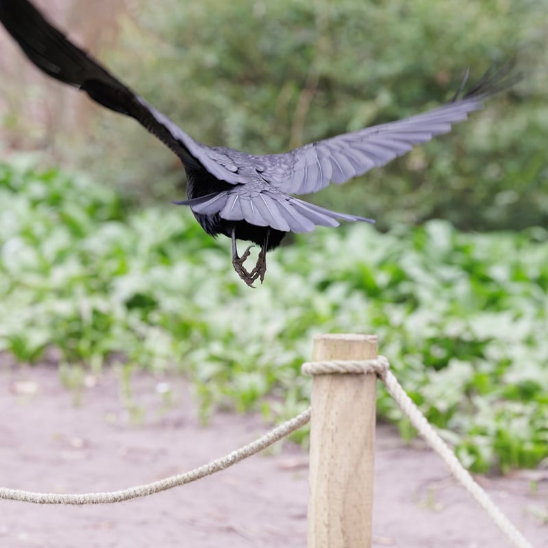 A black crow-like bird with a distinctive patch of bare grey-white skin at the base of its beak. (gallery image 3)