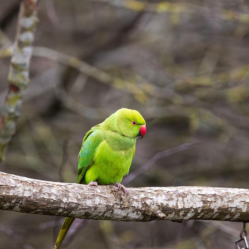 A slender green parrot with a long tail and a thin rose-coloured ring around its neck. (gallery image 2)