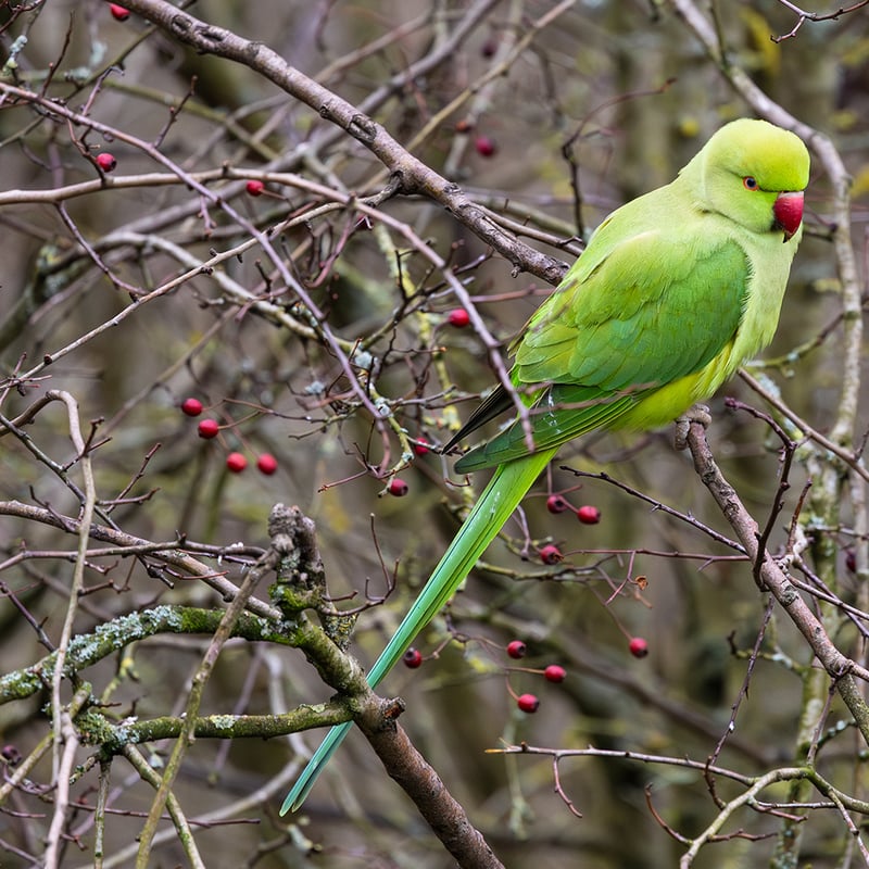 A slender green parrot with a long tail and a thin rose-coloured ring around its neck. (gallery image 3)