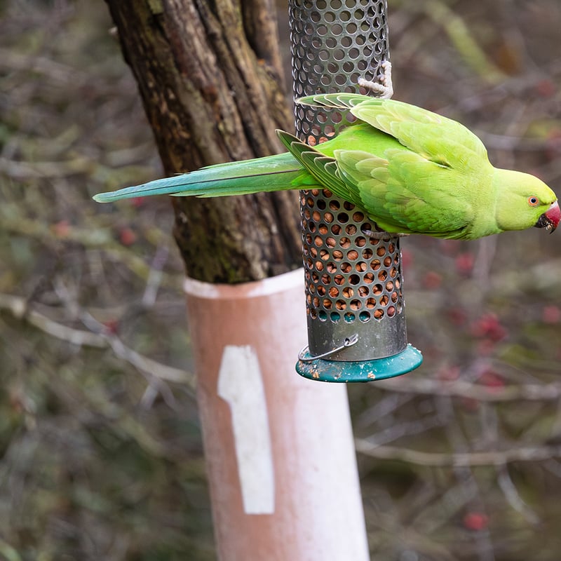 A slender green parrot with a long tail and a thin rose-coloured ring around its neck. (gallery image 4)