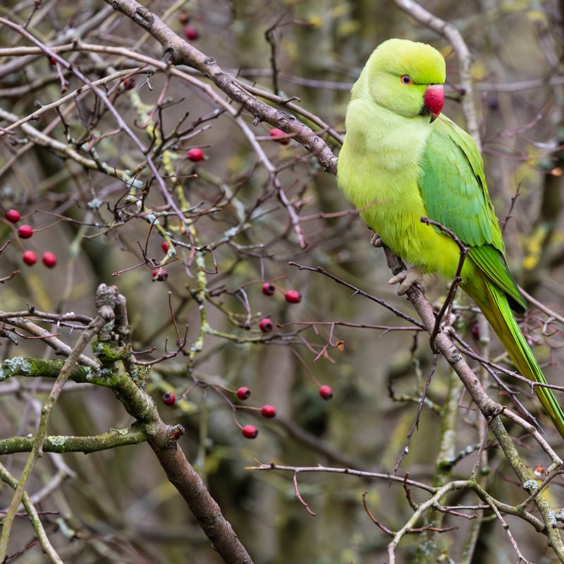 A slender green parrot with a long tail and a thin rose-coloured ring around its neck. (gallery image 1)