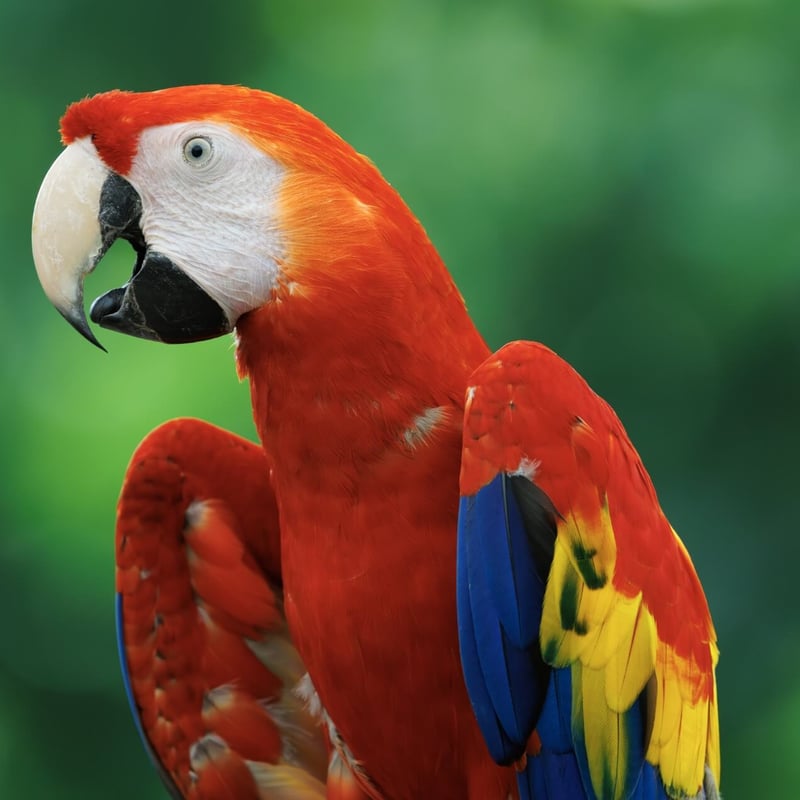 A vibrant red, yellow, and blue parrot with a powerful beak perched in the canopy. (gallery image 4)