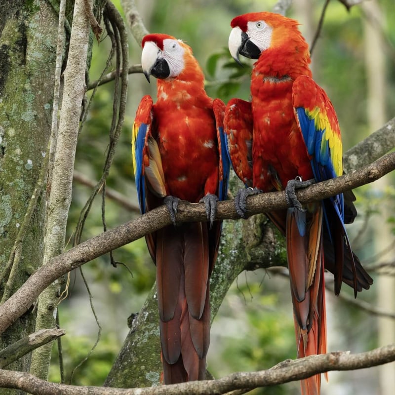 A vibrant red, yellow, and blue parrot with a powerful beak perched in the canopy. (gallery image 2)