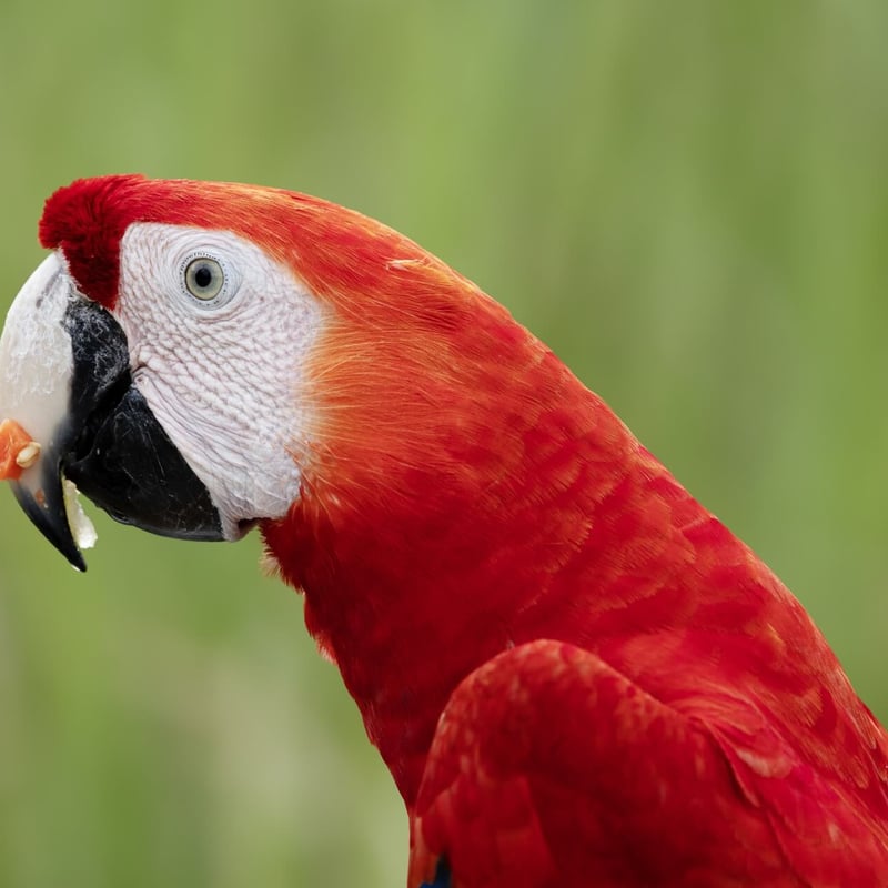A vibrant red, yellow, and blue parrot with a powerful beak perched in the canopy. (gallery image 3)