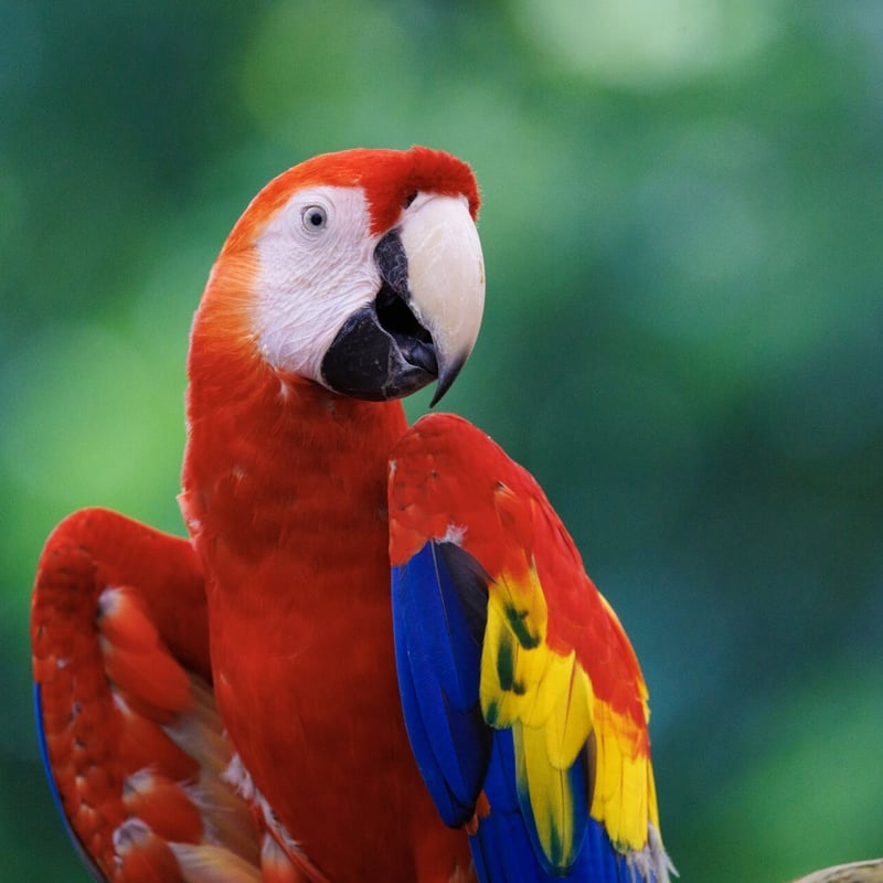 A vibrant red, yellow, and blue parrot with a powerful beak perched in the canopy. (gallery image 1)