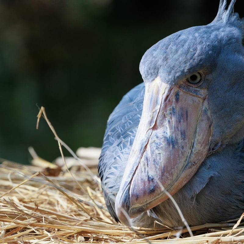 A tall, grey, stork-like bird with a massive, shoe-shaped bill standing in a swamp. (gallery image 2)