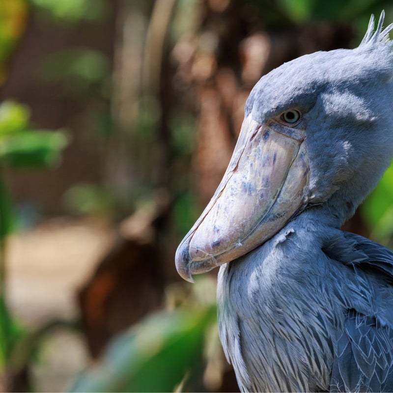 A tall, grey, stork-like bird with a massive, shoe-shaped bill standing in a swamp. (gallery image 1)