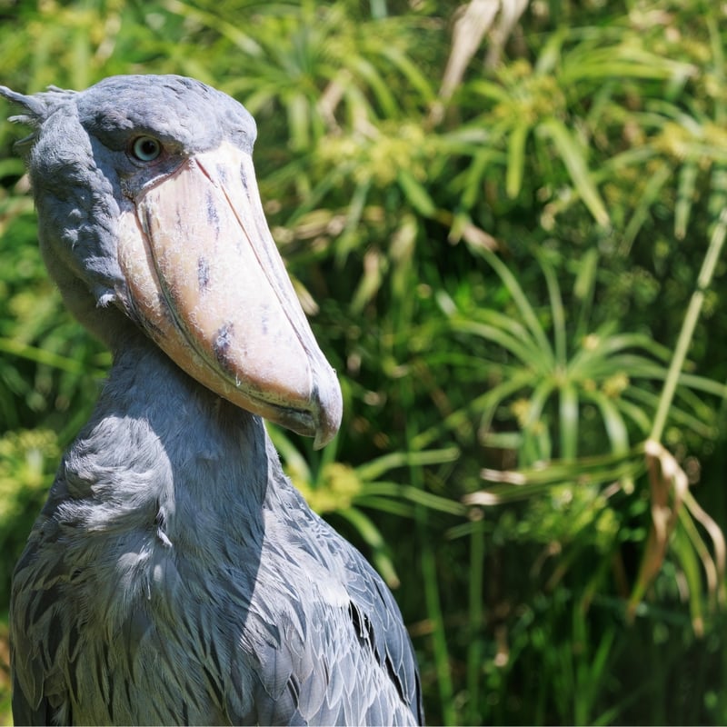 A tall, grey, stork-like bird with a massive, shoe-shaped bill standing in a swamp. (gallery image 3)