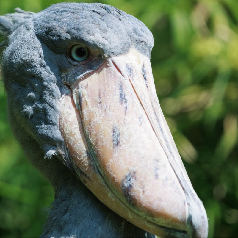 A tall, grey, stork-like bird with a massive, shoe-shaped bill standing in a swamp. (gallery image 4)