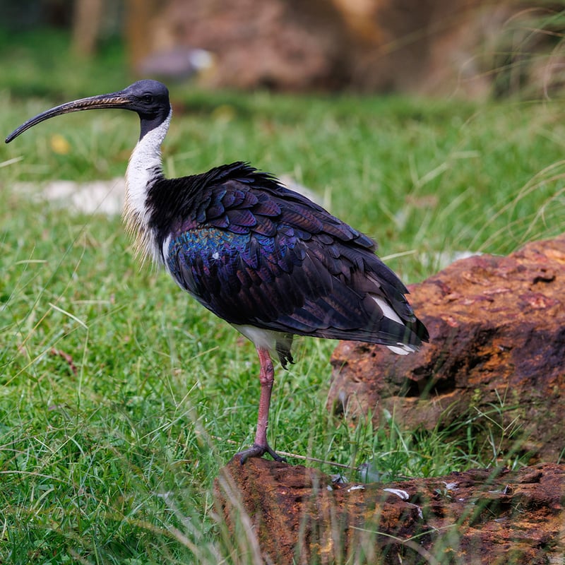 A dark ibis with a long curved bill and pale straw-coloured neck feathers standing in wet grass. (gallery image 1)
