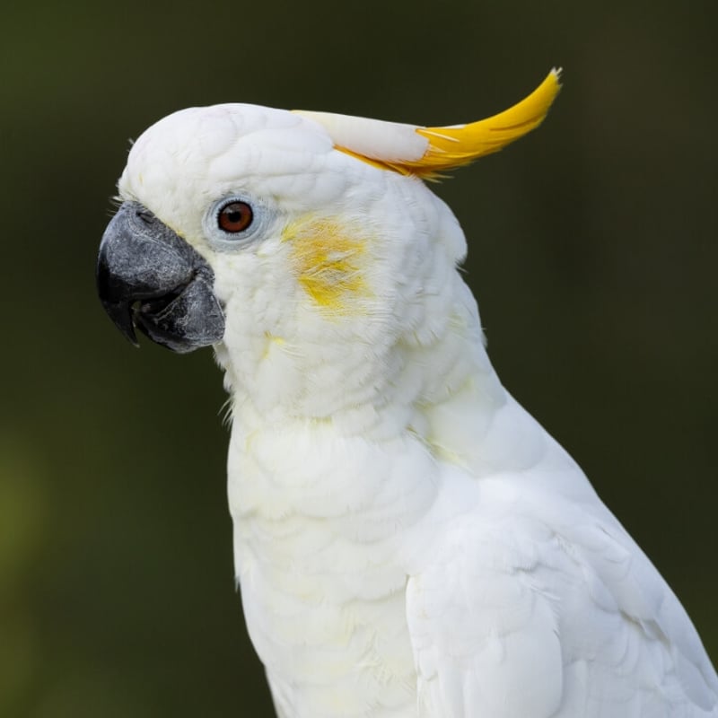 A large white bird with a bright yellow forward-curving crest and dark bill. (gallery image 1)