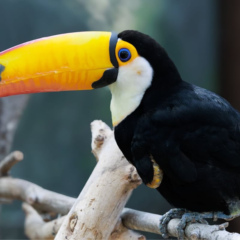 A large-billed bird with black feathers and a white bib perched on a branch. (gallery image 1)