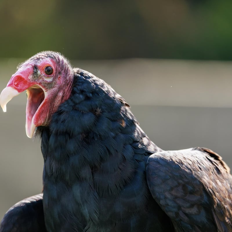 A large black-feathered bird with a bald red head and silver-grey flight feathers. (gallery image 1)