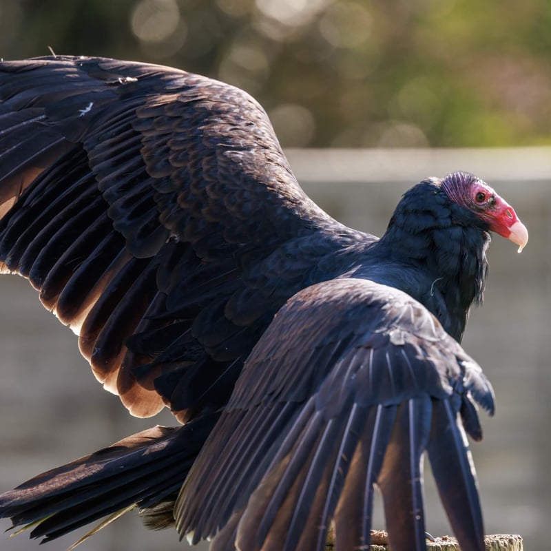 A large black-feathered bird with a bald red head and silver-grey flight feathers. (gallery image 2)