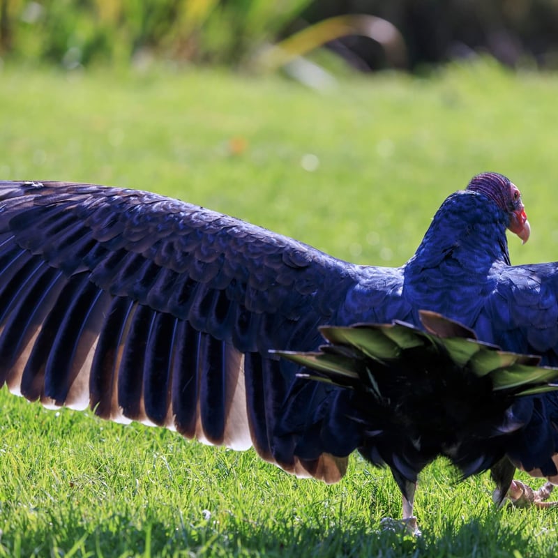 A large black-feathered bird with a bald red head and silver-grey flight feathers. (gallery image 3)